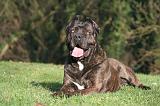 CANE CORSO 1366